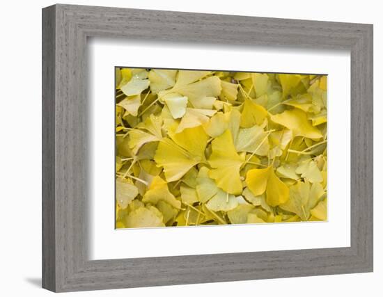 Ginkgo Leaves with Dewdrops-Brigitte Protzel-Framed Photographic Print