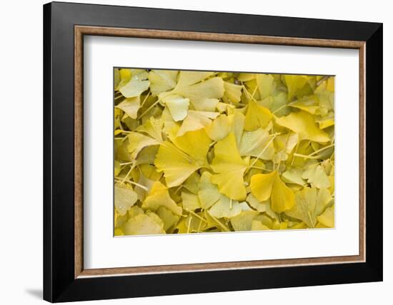 Ginkgo Leaves with Dewdrops-Brigitte Protzel-Framed Photographic Print