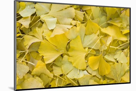 Ginkgo Leaves with Dewdrops-Brigitte Protzel-Mounted Photographic Print