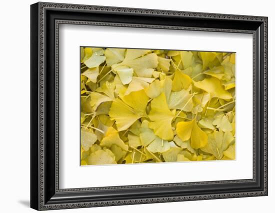 Ginkgo Leaves with Dewdrops-Brigitte Protzel-Framed Photographic Print