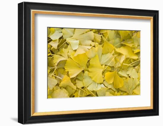 Ginkgo Leaves with Dewdrops-Brigitte Protzel-Framed Photographic Print