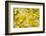 Ginkgo Leaves with Dewdrops-Brigitte Protzel-Framed Photographic Print