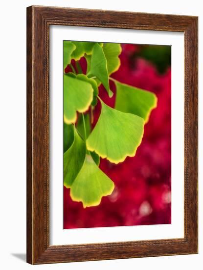 Ginkgo on Maple Background-Philippe Sainte-Laudy-Framed Photographic Print