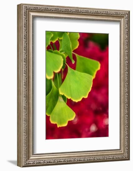 Ginkgo on Maple Background-Philippe Sainte-Laudy-Framed Photographic Print