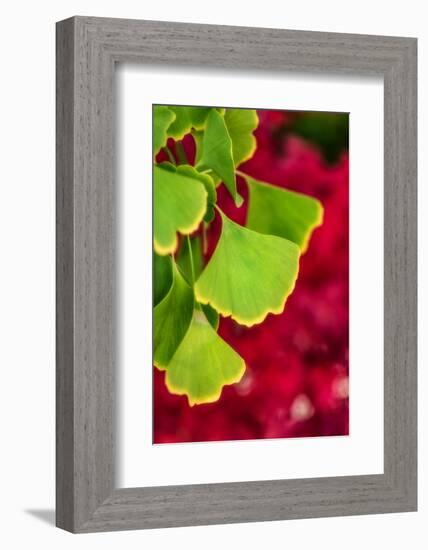 Ginkgo on Maple Background-Philippe Sainte-Laudy-Framed Photographic Print