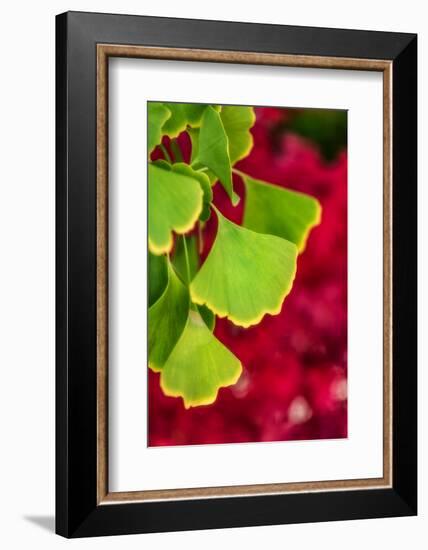 Ginkgo on Maple Background-Philippe Sainte-Laudy-Framed Photographic Print