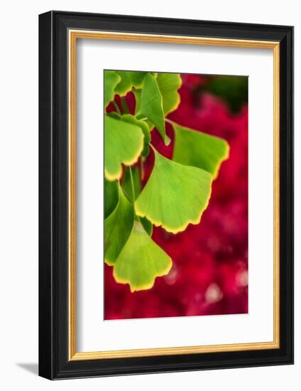 Ginkgo on Maple Background-Philippe Sainte-Laudy-Framed Photographic Print