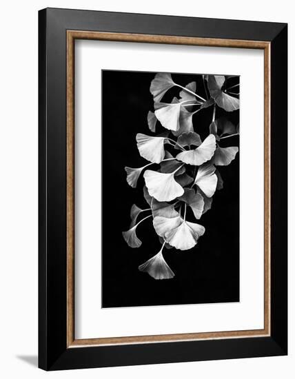Ginkgo Ornamenta-Philippe Sainte-Laudy-Framed Photographic Print