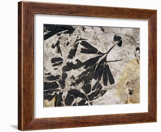 Ginkgo Sp. Fossil Leaves-Volker Steger-Framed Photographic Print