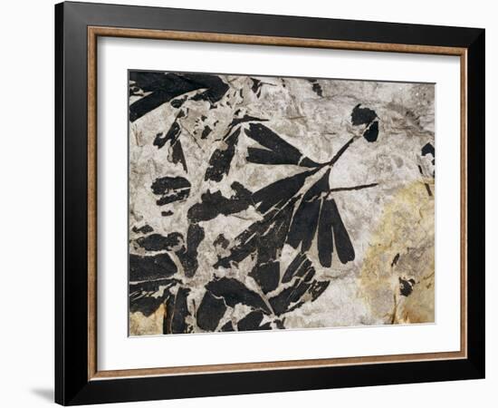 Ginkgo Sp. Fossil Leaves-Volker Steger-Framed Photographic Print