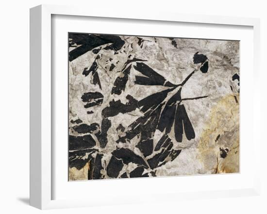 Ginkgo Sp. Fossil Leaves-Volker Steger-Framed Photographic Print