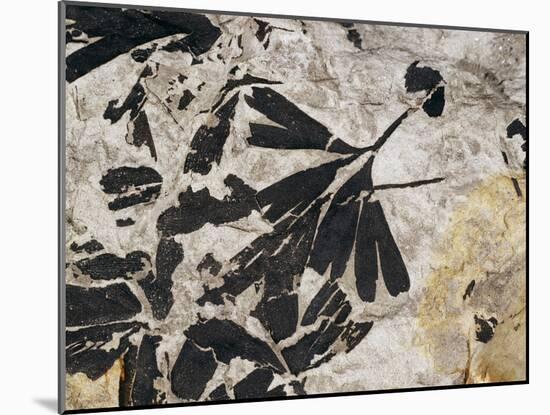 Ginkgo Sp. Fossil Leaves-Volker Steger-Mounted Photographic Print