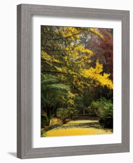 Ginkgo Tree Dropping Autumn Leaves, Alfred Nicholas Gardens, Dandenong Ranges, Victoria, Australia-Schlenker Jochen-Framed Photographic Print