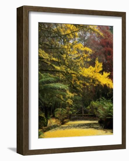 Ginkgo Tree Dropping Autumn Leaves, Alfred Nicholas Gardens, Dandenong Ranges, Victoria, Australia-Schlenker Jochen-Framed Photographic Print