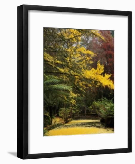 Ginkgo Tree Dropping Autumn Leaves, Alfred Nicholas Gardens, Dandenong Ranges, Victoria, Australia-Schlenker Jochen-Framed Photographic Print