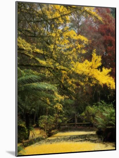 Ginkgo Tree Dropping Autumn Leaves, Alfred Nicholas Gardens, Dandenong Ranges, Victoria, Australia-Schlenker Jochen-Mounted Photographic Print