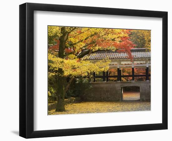 Ginkgo Tree, Garden of Nanzenji Temple, Kyoto, Kansai, Honshu, Japan-Schlenker Jochen-Framed Photographic Print