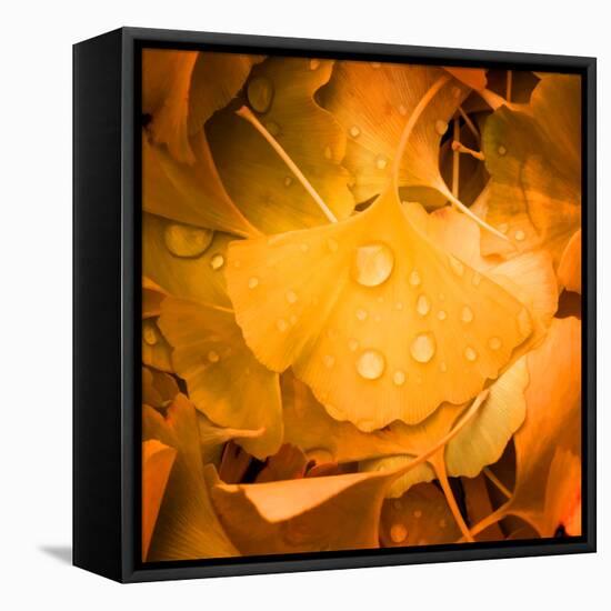 Ginkgo Yellow Leaf-Philippe Sainte-Laudy-Framed Premier Image Canvas