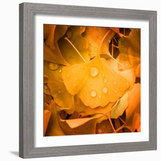 Ginkgo Yellow Leaf-Philippe Sainte-Laudy-Framed Photographic Print