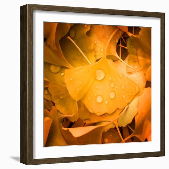 Ginkgo Yellow Leaf-Philippe Sainte-Laudy-Framed Photographic Print