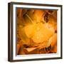 Ginkgo Yellow Leaf-Philippe Sainte-Laudy-Framed Photographic Print