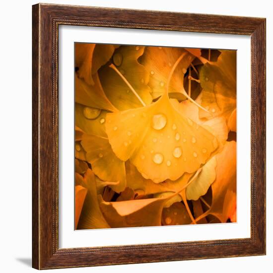 Ginkgo Yellow Leaf-Philippe Sainte-Laudy-Framed Photographic Print