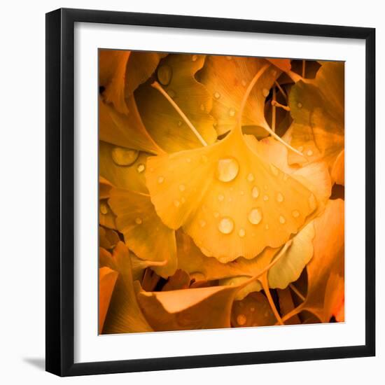 Ginkgo Yellow Leaf-Philippe Sainte-Laudy-Framed Photographic Print