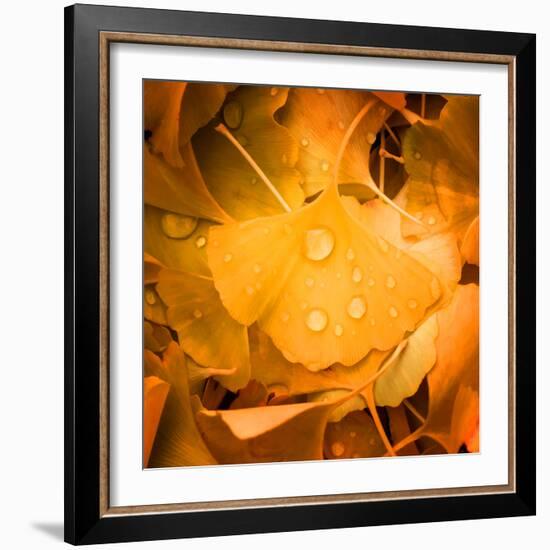 Ginkgo Yellow Leaf-Philippe Sainte-Laudy-Framed Photographic Print