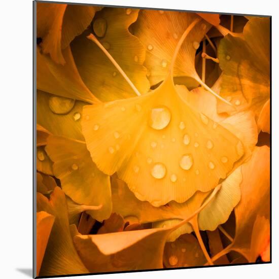 Ginkgo Yellow Leaf-Philippe Sainte-Laudy-Mounted Photographic Print