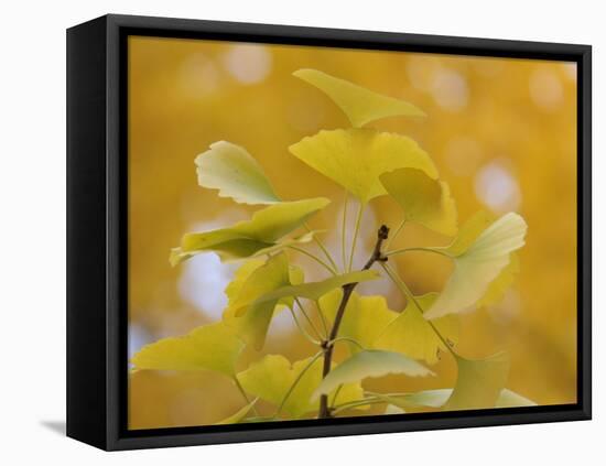 Ginkgo-Ryuji Adachi-Framed Premier Image Canvas