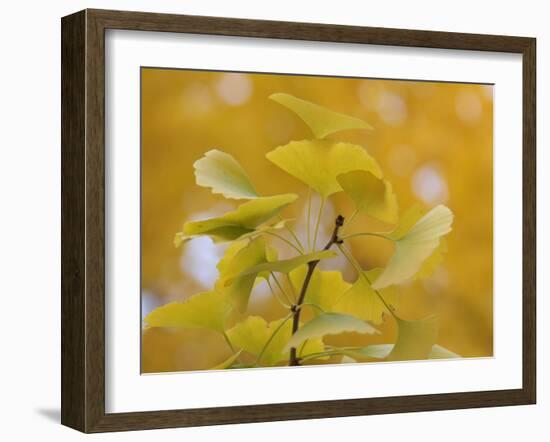 Ginkgo-Ryuji Adachi-Framed Photographic Print