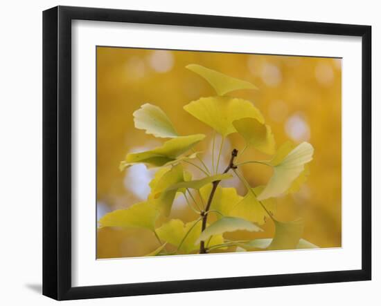 Ginkgo-Ryuji Adachi-Framed Photographic Print