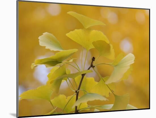 Ginkgo-Ryuji Adachi-Mounted Photographic Print