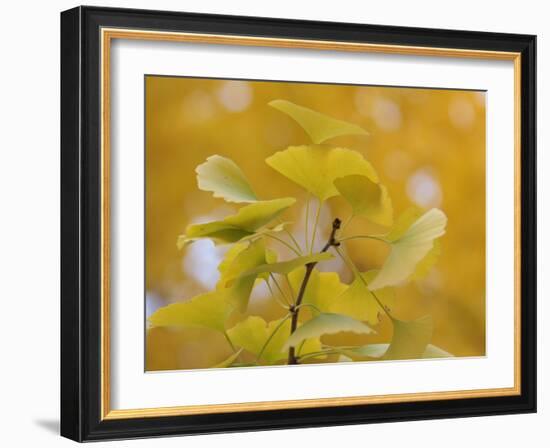 Ginkgo-Ryuji Adachi-Framed Photographic Print