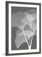 Ginkgos I-Steven N^ Meyers-Framed Art Print
