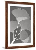 Ginkgos II-Steven N^ Meyers-Framed Art Print
