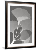 Ginkgos II-Steven N^ Meyers-Framed Art Print