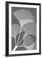 Ginkgos II-Steven N^ Meyers-Framed Art Print