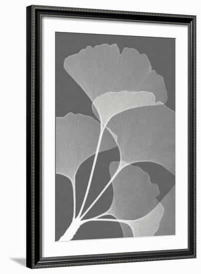 Ginkgos II-Steven N^ Meyers-Framed Art Print