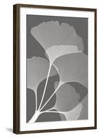 Ginkgos II-Steven N^ Meyers-Framed Art Print