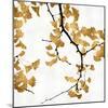 Ginko in Gold II-Kate Bennett-Mounted Art Print