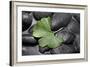 Ginko Leaf on Black Stones-Uwe Merkel-Framed Photographic Print