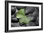 Ginko Leaf on Black Stones-Uwe Merkel-Framed Photographic Print
