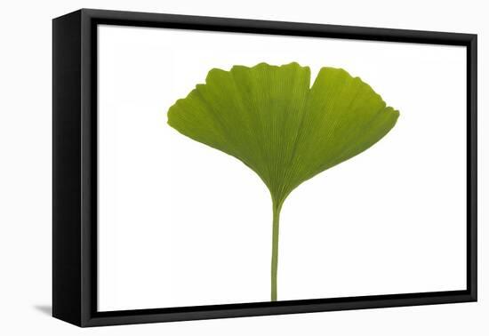 Ginko Leaf-Fabio Petroni-Framed Premier Image Canvas