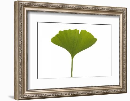 Ginko Leaf-Fabio Petroni-Framed Photographic Print