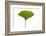 Ginko Leaf-Fabio Petroni-Framed Photographic Print