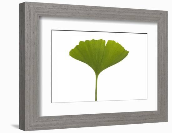 Ginko Leaf-Fabio Petroni-Framed Photographic Print