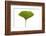 Ginko Leaf-Fabio Petroni-Framed Photographic Print