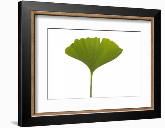 Ginko Leaf-Fabio Petroni-Framed Photographic Print