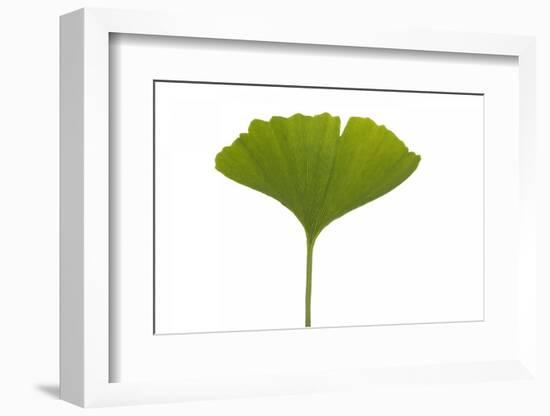 Ginko Leaf-Fabio Petroni-Framed Photographic Print